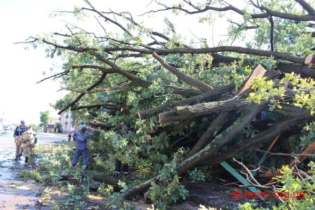 В Олевську негода повалила дерево на житловий будинок