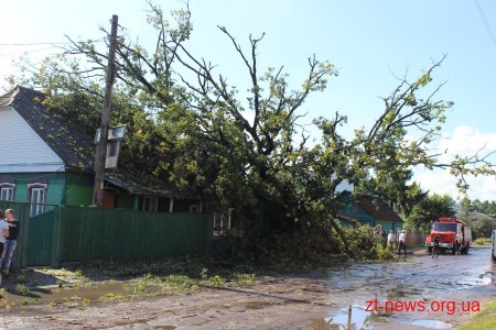 В Олевську негода повалила дерево на житловий будинок