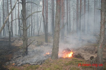 Пожежу у Поліському природному заповіднику локалізовано