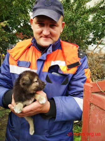 Житомирські рятувальники вивільнили цуценя, яке застрягло в огорожі