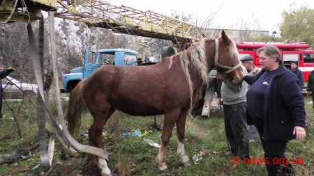 У Житомирі рятувальники дістали коня з каналізаційного колодязя