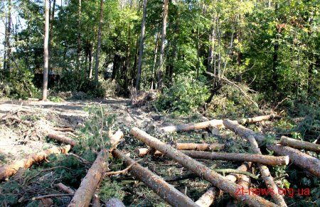 В районі Паперової фабрики зрізали ліс, щоб побудувати склад