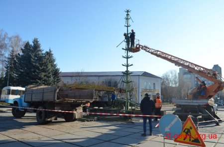 У Житомирі почали встановлювати головну ялинку міста