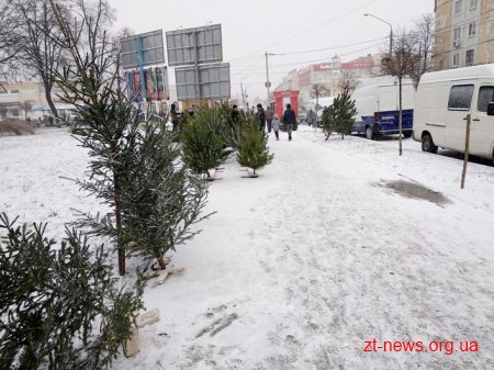 На Житомирщині лісгоспи вже реалізували 28 тис. новорічних ялинок