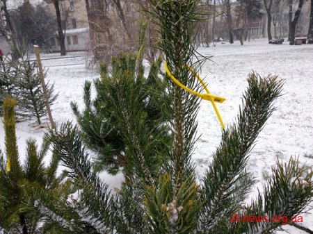 На Житомирщині лісгоспи вже реалізували 28 тис. новорічних ялинок
