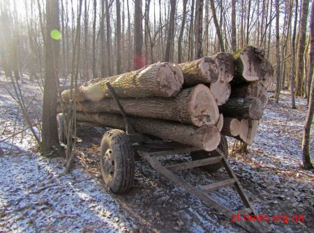 Поліція розпочала розслідування крадіжки деревини на Житомирщині