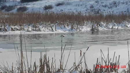 На Житомирщині рятувальники вилучили з крижаної пастки дикого лебедя