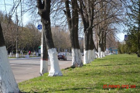 Жителів області закликають перестати білити дерева, бордюри та стовпи; науковці – проти