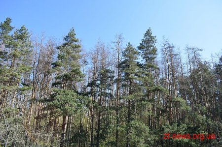 250 га лісових насаджень урочища «Скраглівка» під загрозою загибелі