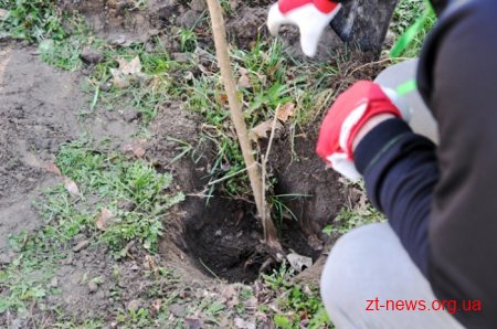 Працівники ОДА висадили алею з ялинок та бузку у Гідропарку