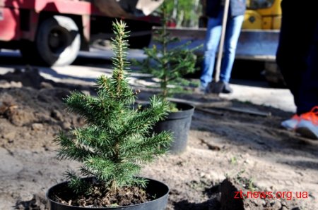 Працівники ОДА висадили алею з ялинок та бузку у Гідропарку