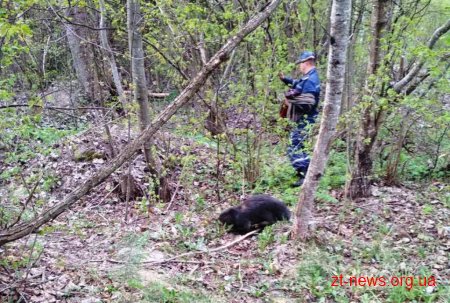 У Житомирі рятувальники вивільнили бобра з колодязя