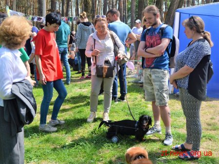 В гідропарку для безпритульних собак шукали нових господарів