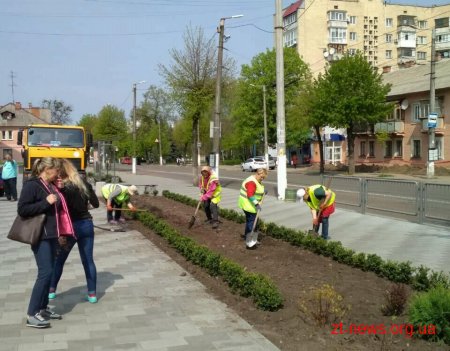 Зі скверу Ольжича вкрали 59 кущів вічнозеленого самшиту