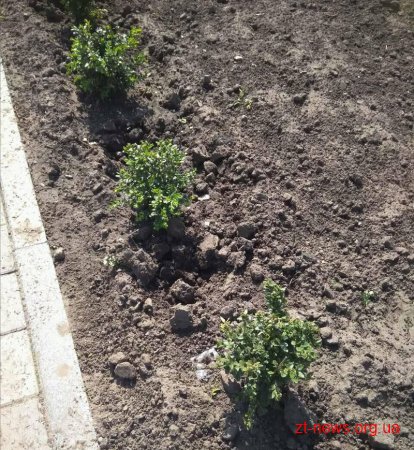 Зі скверу Ольжича вкрали 59 кущів вічнозеленого самшиту
