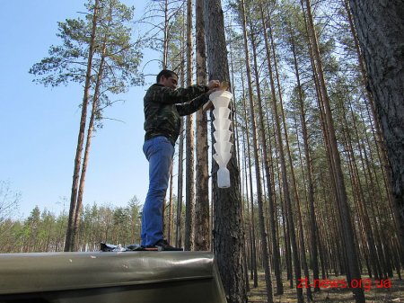 В лісах Народицького лісгоспу для шкідників розвісили пастки