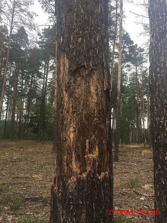 На Малинщині пройшов  семінар щодо масового всихання соснових насаджень