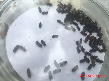На Малинщині пройшов  семінар щодо масового всихання соснових насаджень