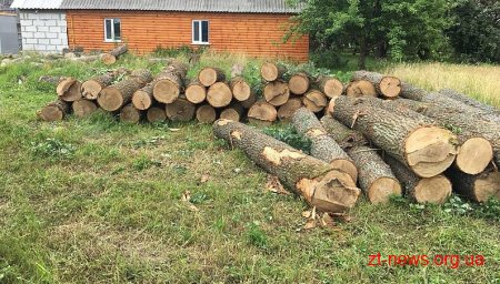 30 дубів незаконно вирізали на вихідних у Ємільчинських лісах