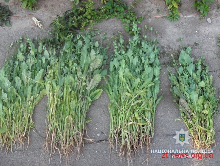 На Житомирщині поліція проводить операцію «Мак 2018»