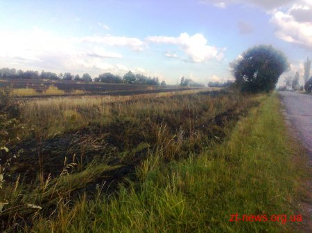На Житомирщині горіла пшениця на площі 21 га