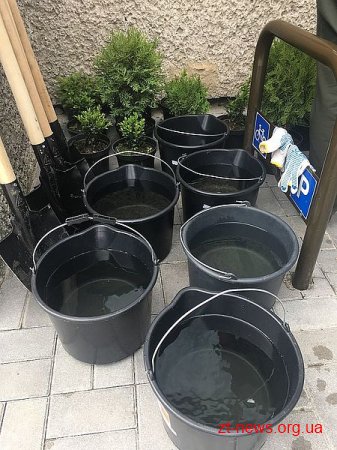 Поблизу музею космонавтики висадили Космічну лісову алею