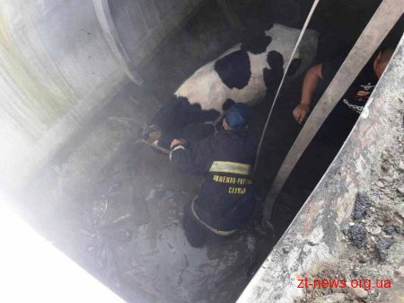 На Житомирщині корова впала у цистерну