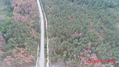 Восени відбудеться найсильніший у році цикл масового всихання соснових лісів