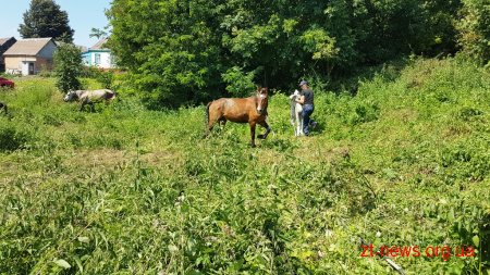 У Чуднові рятувальники витягли лоша з 4-х метрового колодязя