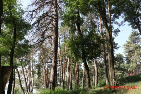 У Гідропарку видалять 197 аварійних дерев