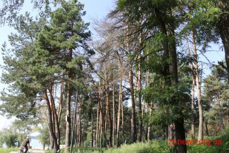 У Гідропарку видалять 197 аварійних дерев