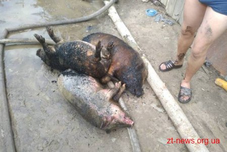 На Житомирщині рятувальники ліквідували масштабну пожежу в приватному домоволодінні