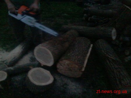 Чоловіків, які зрізали 5 дубів поблизу Житомира, затримали працівники лісової охорони