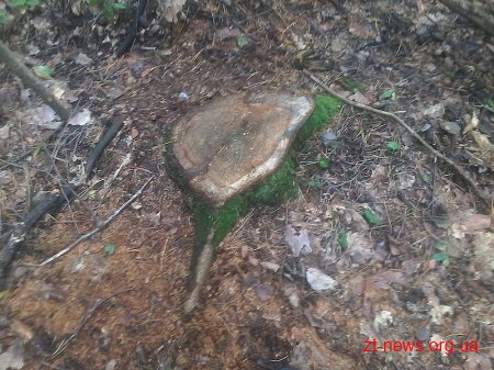 Чоловіків, які зрізали 5 дубів поблизу Житомира, затримали працівники лісової охорони