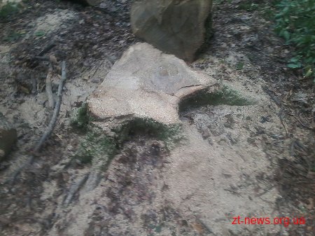 Чоловіків, які зрізали 5 дубів поблизу Житомира, затримали працівники лісової охорони