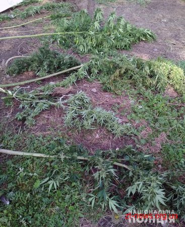 Зброю та коноплю вилучили поліцейські на дачі у бердичівлянина