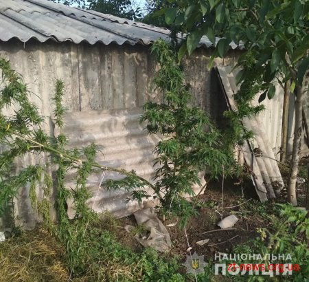 Зброю та коноплю вилучили поліцейські на дачі у бердичівлянина