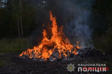 Житомирські поліцейські спалили наркотиків на 2 мільйони гривень