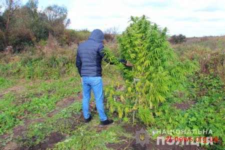 На Житомирщині поліцейські викрили сховок з майже півтонною сухих конопель