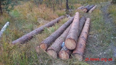 "Чорні" лісоруби з Рівненщини нищать ліс на Олевщині