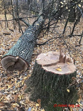 На Житомирщині невідомі зрізали 23 дерева, однак не наважились їх вивести