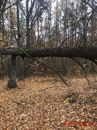 На Житомирщині невідомі зрізали 23 дерева, однак не наважились їх вивести