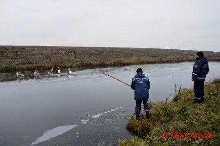 Рятувальники допомогли лебедям покинути замерзлу водойму