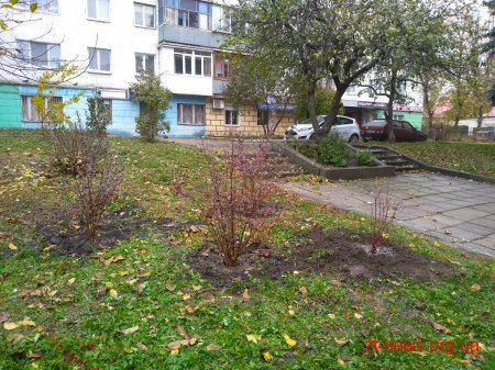 За два місяці у Житомирі було висаджено 1058 кущів та дерев