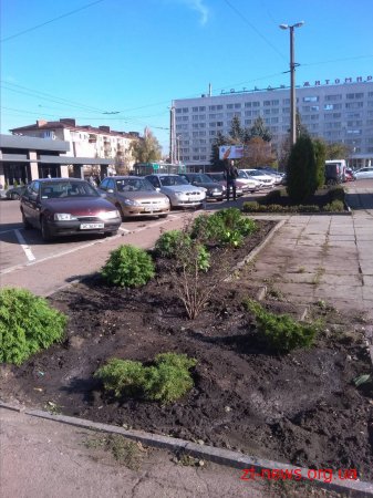 За два місяці у Житомирі було висаджено 1058 кущів та дерев