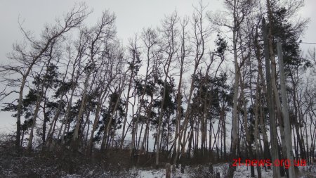 На вулиці Северина Наливайка зріжуть 111 дерев