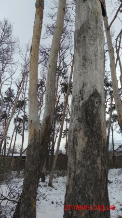 На вулиці Северина Наливайка зріжуть 111 дерев