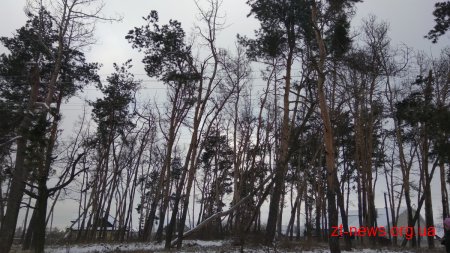 На вулиці Северина Наливайка зріжуть 111 дерев