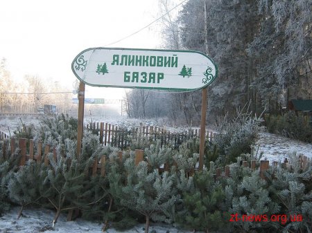 На Житомирщині стартує передноворічна ялинкова кампанія