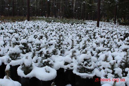 На Житомирщині стартує передноворічна ялинкова кампанія